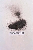 藏品(尖葉絲瓜苔)的圖片